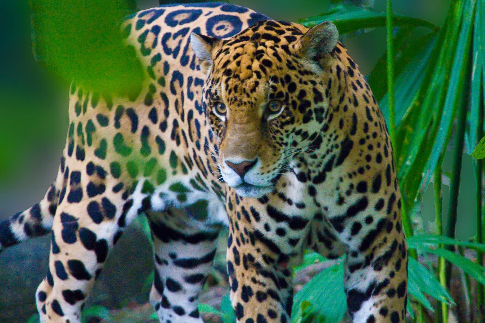 A Belizean jaguar standing in the jungle surrounded by trees and bush on the Cockscomb Basin Jaguar Preserve Hike & River Tubing at Umaya Resort & Adventures
